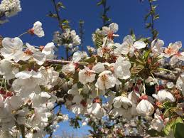 Closeup shot of beautiful white flowers